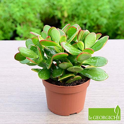 Crassula ovata